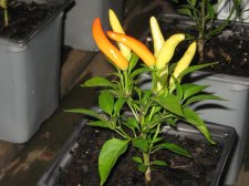 Blakes plant pictures 391.jpg