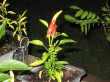 Blakes plant pictures 393.jpg
