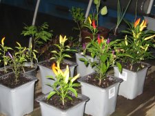Blakes plant pictures 394.jpg