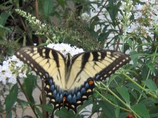 Blakes plant pictures 404.jpg