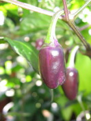 Purple%20Tiger%20Pod.jpg