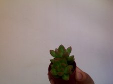 Photo 196.jpg