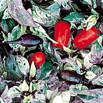 ornamental pepper.jpg