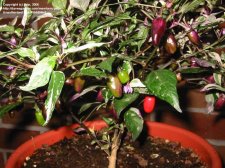 ornamental pepper variegata.jpg