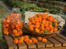 orange habanero 2.jpg