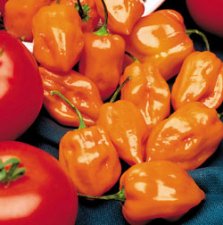 orange habanero 1.jpg