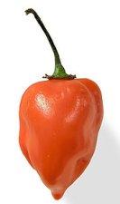 orange habanero.jpg