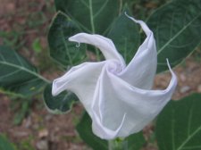 Blakes plant pictures 410.jpg