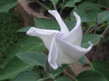 Blakes plant pictures 411.jpg