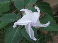 Blakes plant pictures 414.jpg