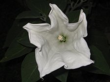 Blakes plant pictures 431.jpg