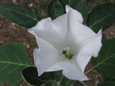 Blakes plant pictures 425.jpg