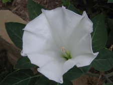Blakes plant pictures 413.jpg