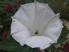Blakes plant pictures 412.jpg