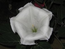 Blakes plant pictures 432.jpg