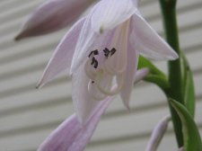 Blakes plant pictures 418.jpg