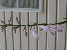 Blakes plant pictures 419.jpg
