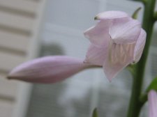 Blakes plant pictures 420.jpg