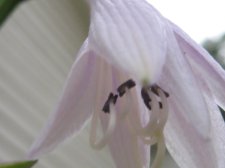 Blakes plant pictures 421.jpg