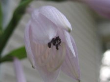 Blakes plant pictures 422.jpg