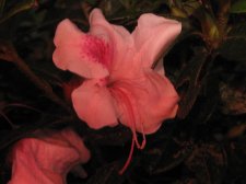 Blakes plant pictures 426.jpg