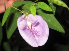 Blakes plant pictures 433.jpg