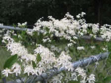 Blakes plant pictures 415.jpg