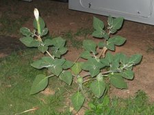 Blakes plant pictures 441.jpg