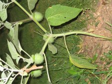 Blakes plant pictures 442.jpg