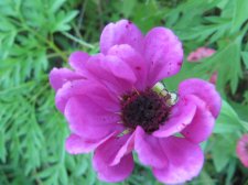 Blakes plant pictures 450.jpg