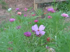 Blakes plant pictures 452.jpg