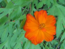 Blakes plant pictures 454.jpg