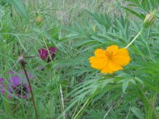Blakes plant pictures 457.jpg
