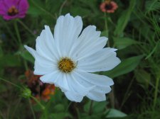 Blakes plant pictures 462.jpg