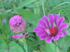 Blakes plant pictures 466.jpg