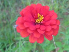 Blakes plant pictures 468.jpg