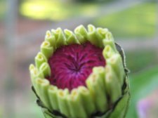 Blakes plant pictures 480.jpg