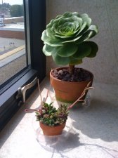 aeonium.jpg