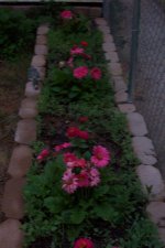 Blakes plant pictures 487.jpg