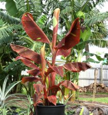 Siam Ruby plant.jpg