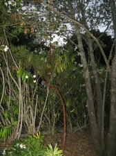 madrone1.jpg