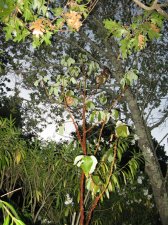 madrone2.jpg