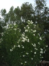 madrone3.jpg