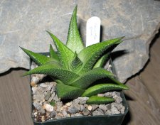 haworthia8.jpg