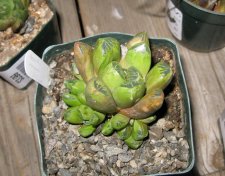 haworthia10.jpg