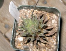 haworthia11.jpg