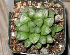 haworthia12.jpg