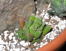 haworthia13.jpg