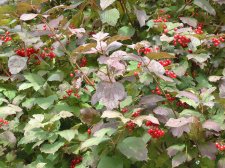 Chokecherry maybe.jpg