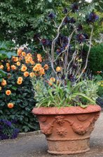 OBG Aeonium pot.jpg